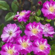 Роза чайно-гибридная Раймонд Приват в контейнере